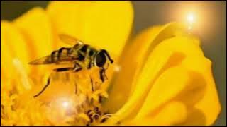 Musik Relaksasi Romantis, Nyaman dan Damai