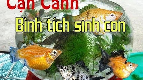 [TSLC] Cận Cảnh Khoảnh Khắc Bình Tích Sinh Sản. Fish. 6/2019