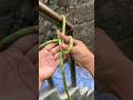 A simple knot, yet its benefits are extraordinary. #knot #knots #rope #shortvideo
