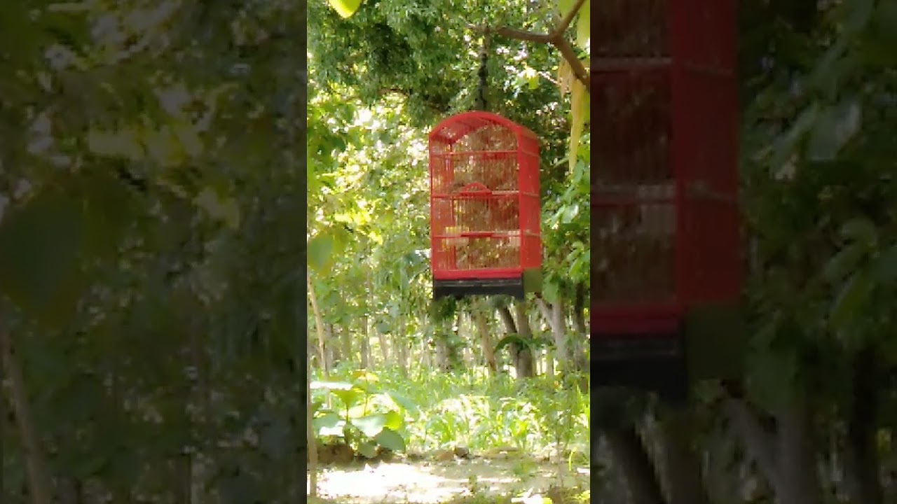 Suara burung sirtu 