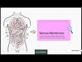 Human Body Architecture (Body Cavity)