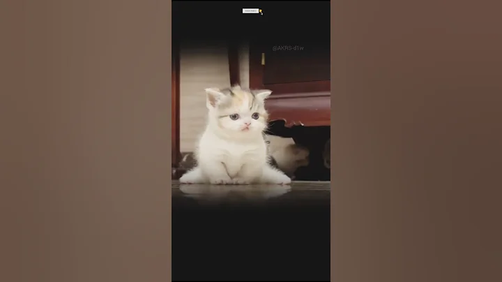 Video 11680211: cute maine coon kitten, cat kitten cute pets, cat kitten pets funny, kittens cute baby