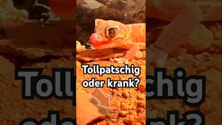 Süßes Verhalten mit bösen Folgen  |  Die versteckten Warnsignale bei kleinen Reptilien