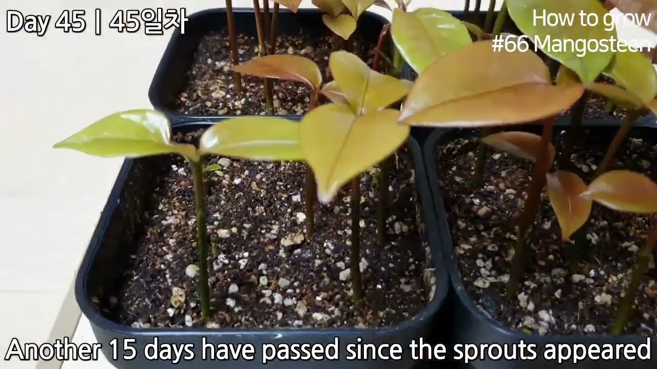 How to Growing Mangosteen from seed｜How to grow _66 Mangosteen｜Eng Sub(720P_HD).mp4