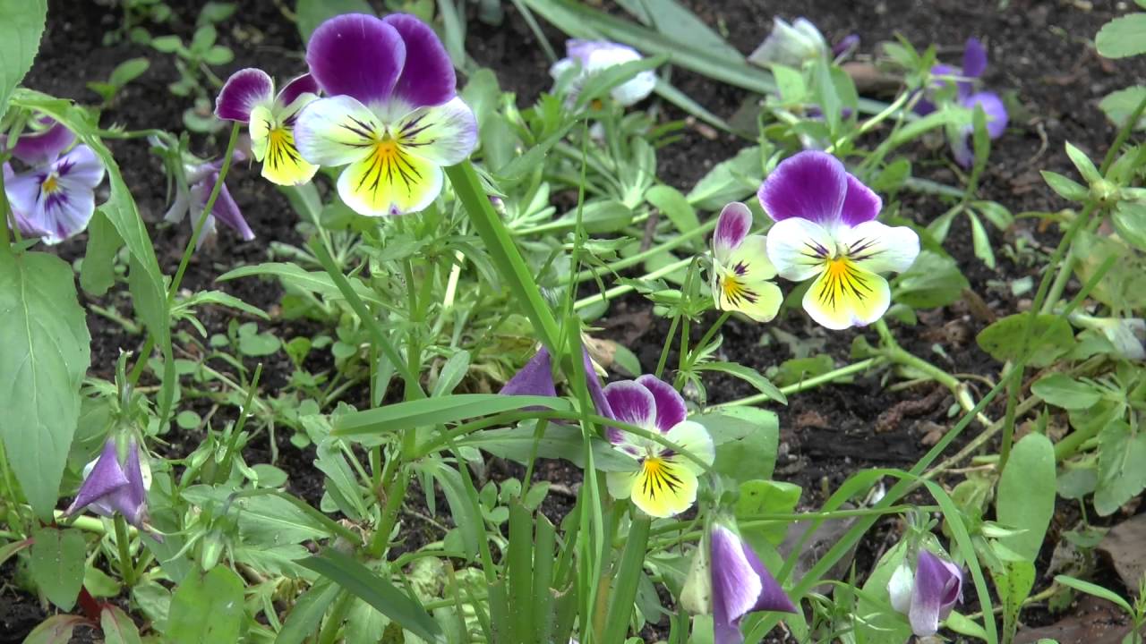 На какое растение похожа фиалка трехцветная. Фиалка трёхцветная. Viola Tricolor. Фиалка трёхцветная Лесная. Фиалка трехцветная ампельная.