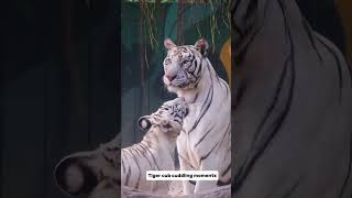 Cute White Tiger Cub Cuddling with Mom 😚 | Rare Footage #endangeredspecies #bigcat #whitetiger #asmr