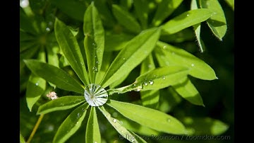 Hidden Treasures: Wonder