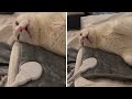 Snuggly cat enjoys cozy heating pad a little too much #shorts