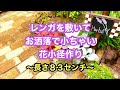 【ガーデニングを楽しもう！】～DIY編～レンガの小道作り動画です。長さ８３センチのミニ小道。両側に植栽をしてオシャレに仕上げました。#ガーデニング