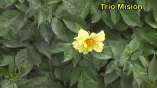 Padre a tu pies me postro ♫ TRIO MISION HD