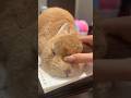 Bunny LOVES This! 🐰 #rabbit #bunny #cute #shorts