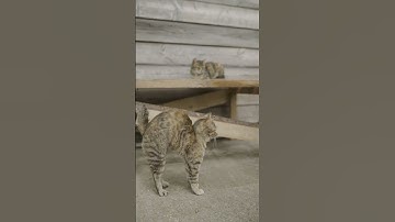 Lazy cat 🐱 does not want to do work 💪 #ytshorts #shorts #viral #viralshorts