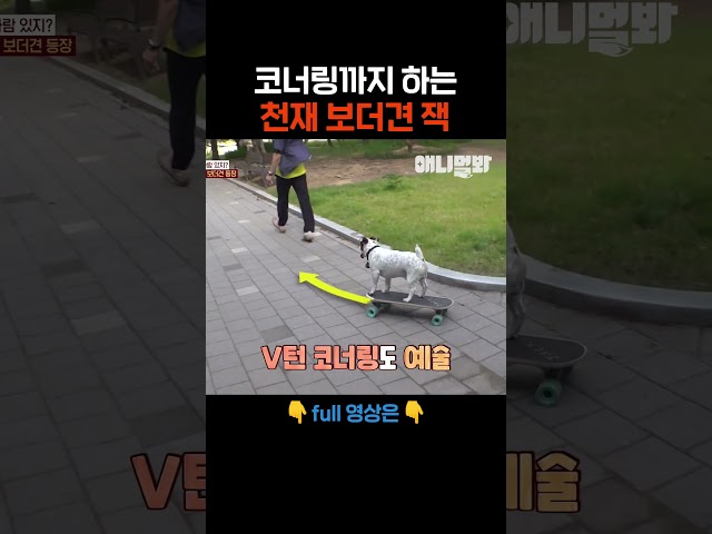 개가 보드를 타고 있더라니깐 #애니멀봐 #shorts