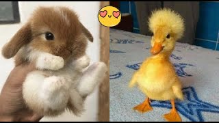 Cute Baby Animals Videos Compilation | Funny and Cute Moment of the Animals  Part 52