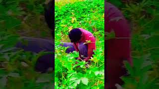 #Video | 😈हाला होलो चोर चोर🔥| #AashishYadav, #Shweta Sargam | Hala Holo Chor Chor | #Maghi Song 2024
