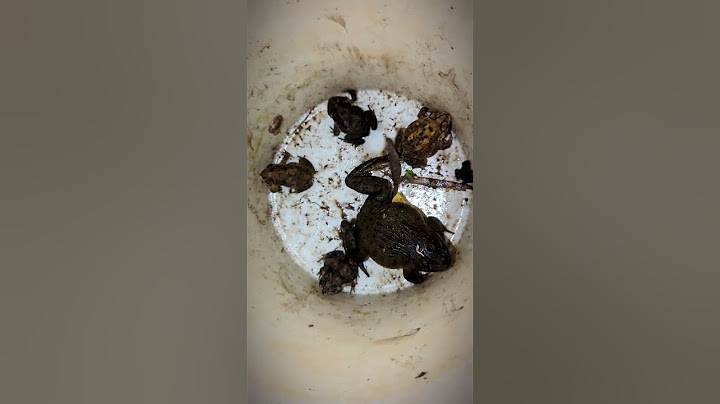 Frogs and lizards make you laugh | Catch the last big frog Hahaha | Catch frog | Tep longheng funny