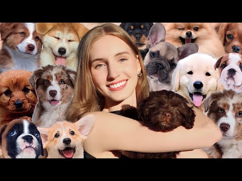 Dog Vocabulary In English