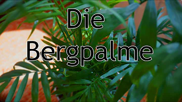 Warum bekommt die Bergpalme braune Blätter?