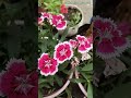 #flowers #ytshorts #youtubeshorts #shorts #shortsfeed #terracegarden #songs