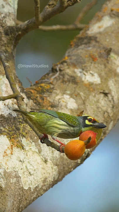 Look at this cute little CopperSmith Barbet perched on a Ficus tree branch! #food ##barbet HA01205