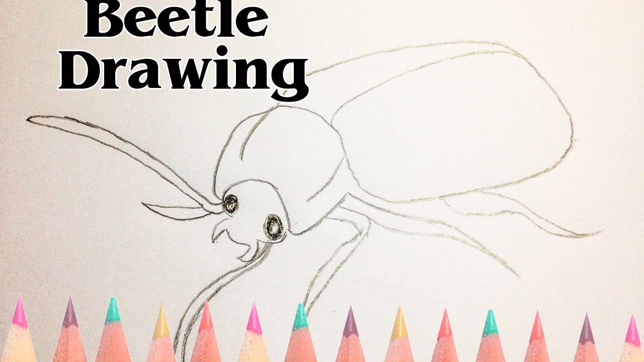 How to Draw a Beetle (Insects) - Step by Step Drawing - SLD - YouTube
