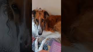 Let a #borzoi give you advice ❤ #affermation #dogs #cute #divination