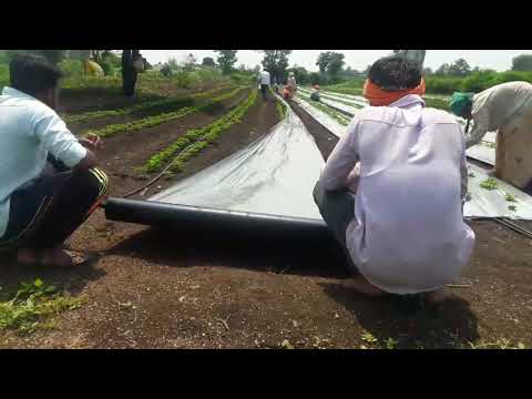 Video: Mulching Strawberries: Yuav Ua Li Cas Mulch Lawv Nyob Rau Lub Caij Nplooj Zeeg? Kuv Puas Tuaj Yeem Ua Qhov No Nrog Sawdust Thiab Straw Tshiab? Qhov Zoo Tshaj Plaws Mulch Rau Lub Ca