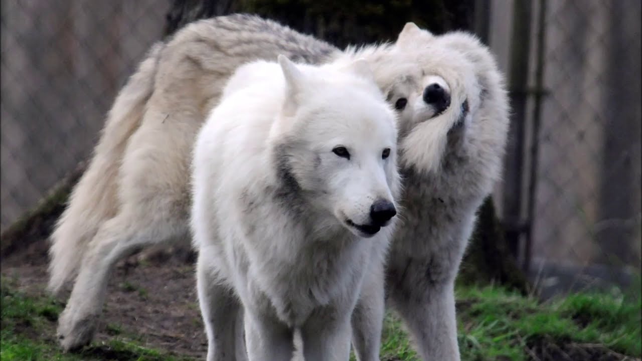Visit to Wolf Haven International YouTube