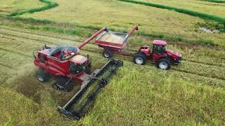 Louisiana Rice Harvest 2018 4K Drone Video