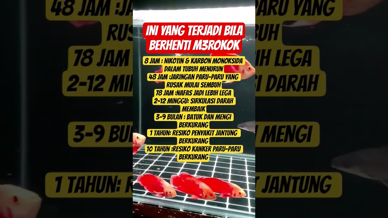 berhenti merokok #viralvideo #katahatimotivasi #quotes #fypシ゚viral #katakatabagus #story #fyp