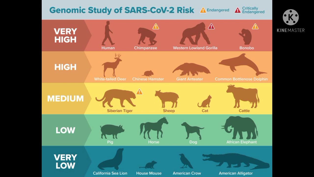 shots Number of animal species in the world YouTube