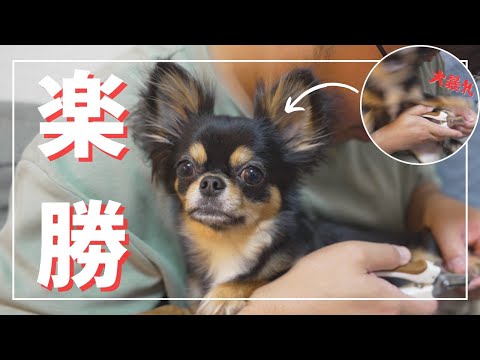 【効果的面】爪切り大嫌いな愛犬チワワにある方法を試したら...驚くほど爪切りが得意になりました