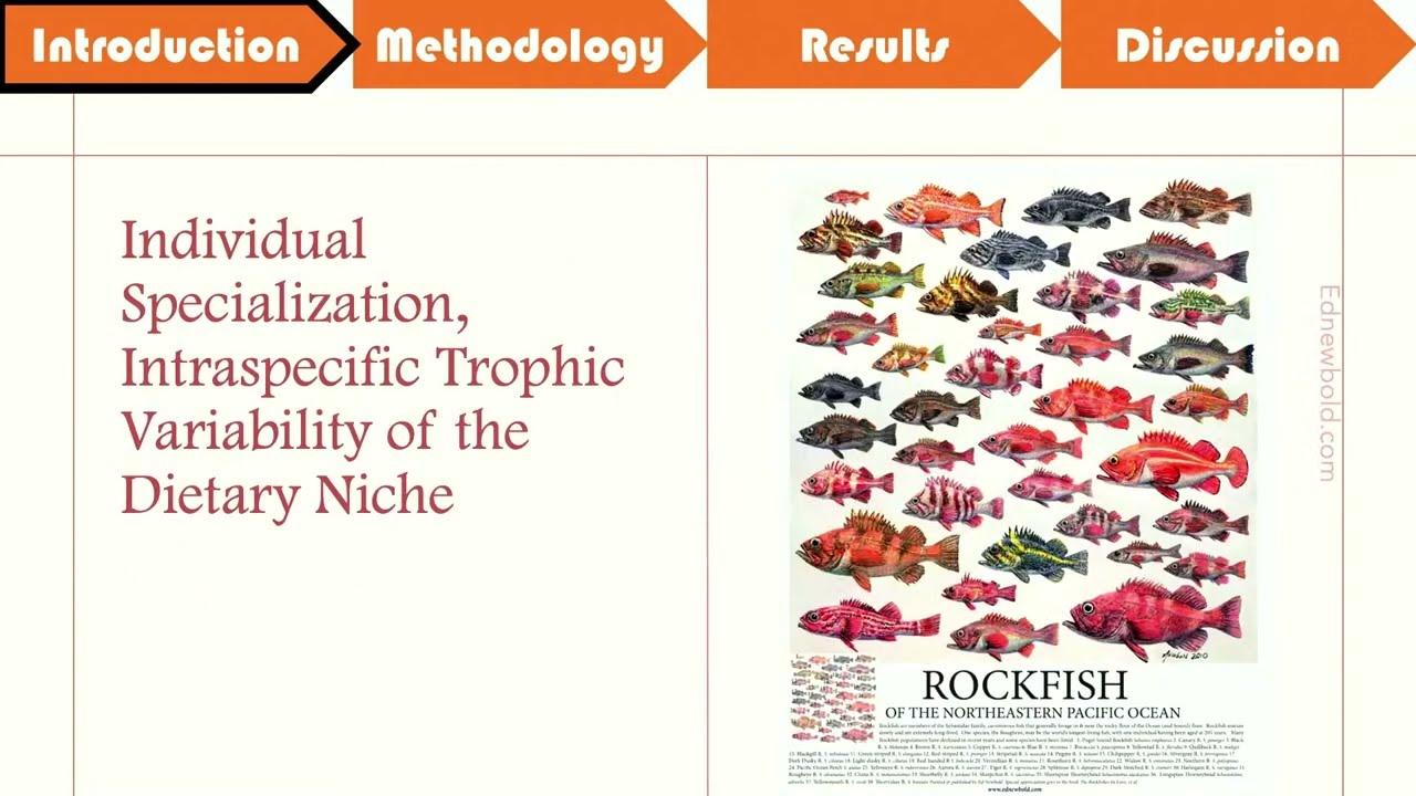 Michaela Melanson Presents: The Trophic Ecology and Mercury Concentrations of Canary Rockfish...