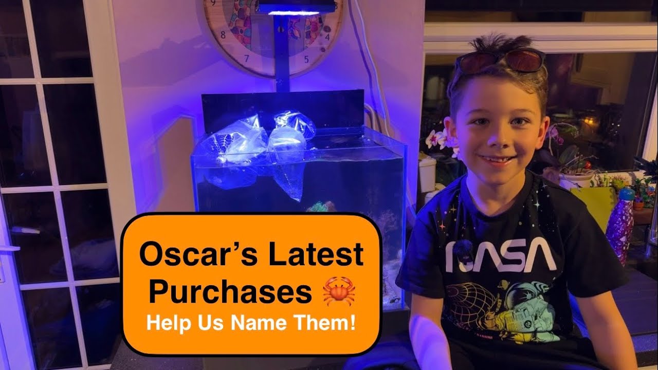 Help Us Name Oscar’s New Reef Buddies! 🦀🐟 (Twin Spot Goby + Emerald Crab)