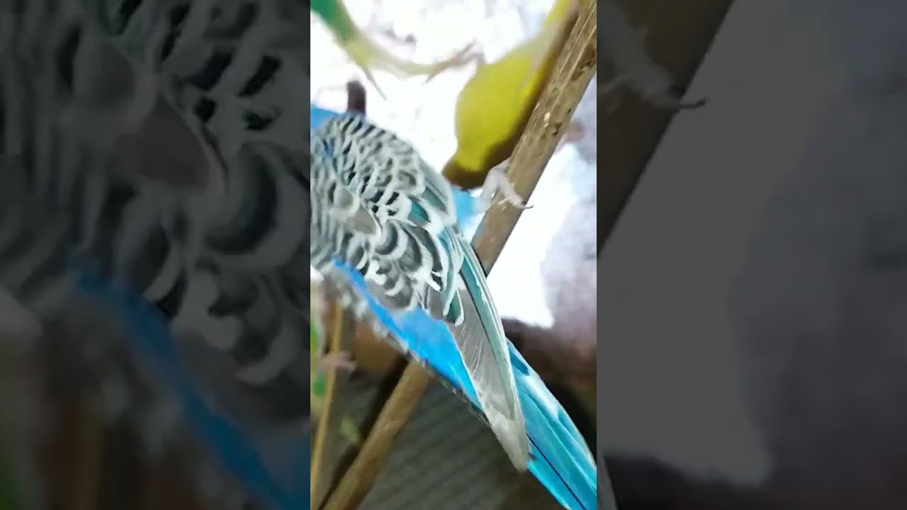 Photo inspiration: Safest Wing Nipping For Budgies Reference: Black Wing Budgie Parrot How To Produce Blackwing