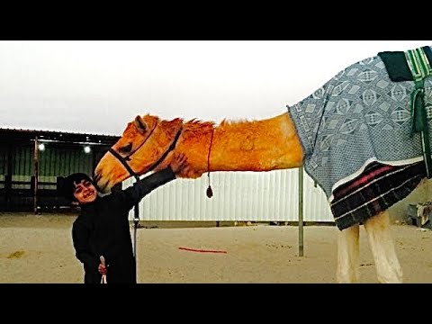 متعب عفاس بن صالح الكريبي