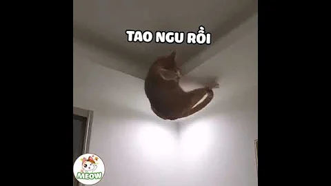 Con Mèo Này Biết Nói Tiếng Việt(This cat can speak Vietnamese)