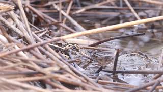 Jack Snipe responding to presence of a human