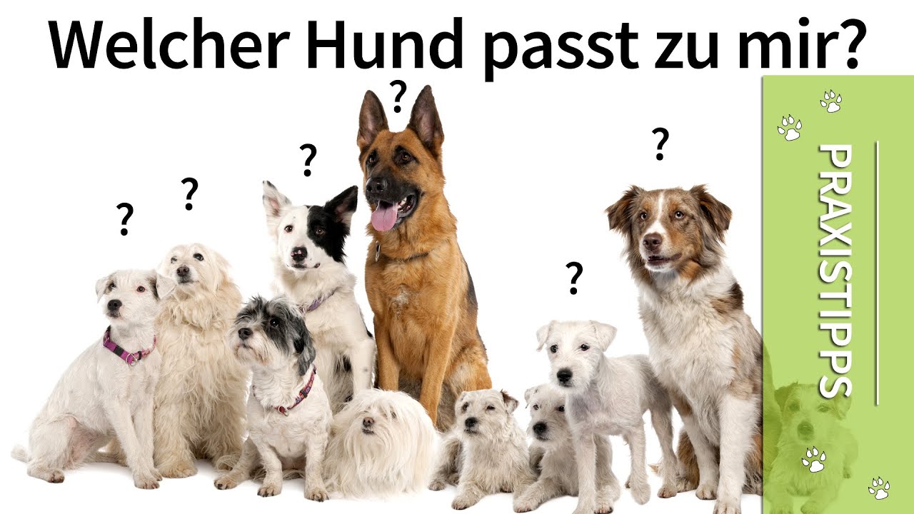Update Welcher Hund passt zu mir? ➡️ Welche Hunderasse passt zu mir?