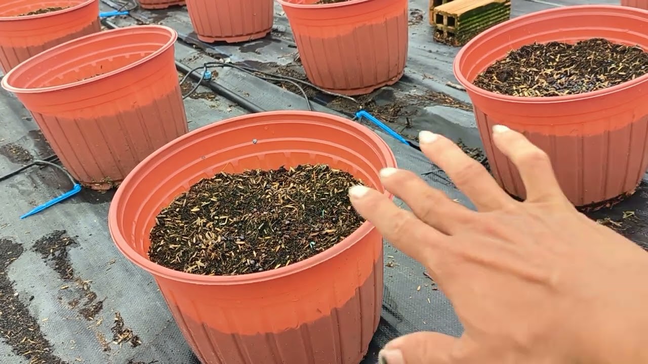 Cách trồng cúc mâm xôi hàn quốc phần 1 - Ra chậu xử lý chất trồng