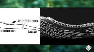 Spider Combs Tame Unruly Nanofibers Headline Science