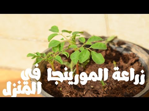 فيديو: هل تنمو أشجار المسكيت في تكساس؟