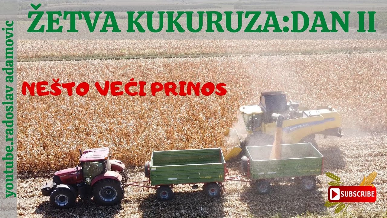ŽETVA KUKURUZA:DAN II - NEŠTO VEĆI PRINOS ; CORN HARVEST: DAY II - Slightly higher yield