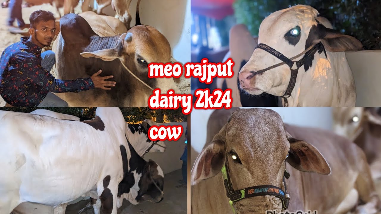 Meo Rauf Rajput Meo Rajput Dairy 2k24 Qurbani Cow 🐮|Loading And Un Loading|😤🐄 - YouTube