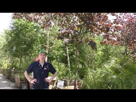 Видео: Forest Pansy Redbud Информация: что такое лесные анютины глазки