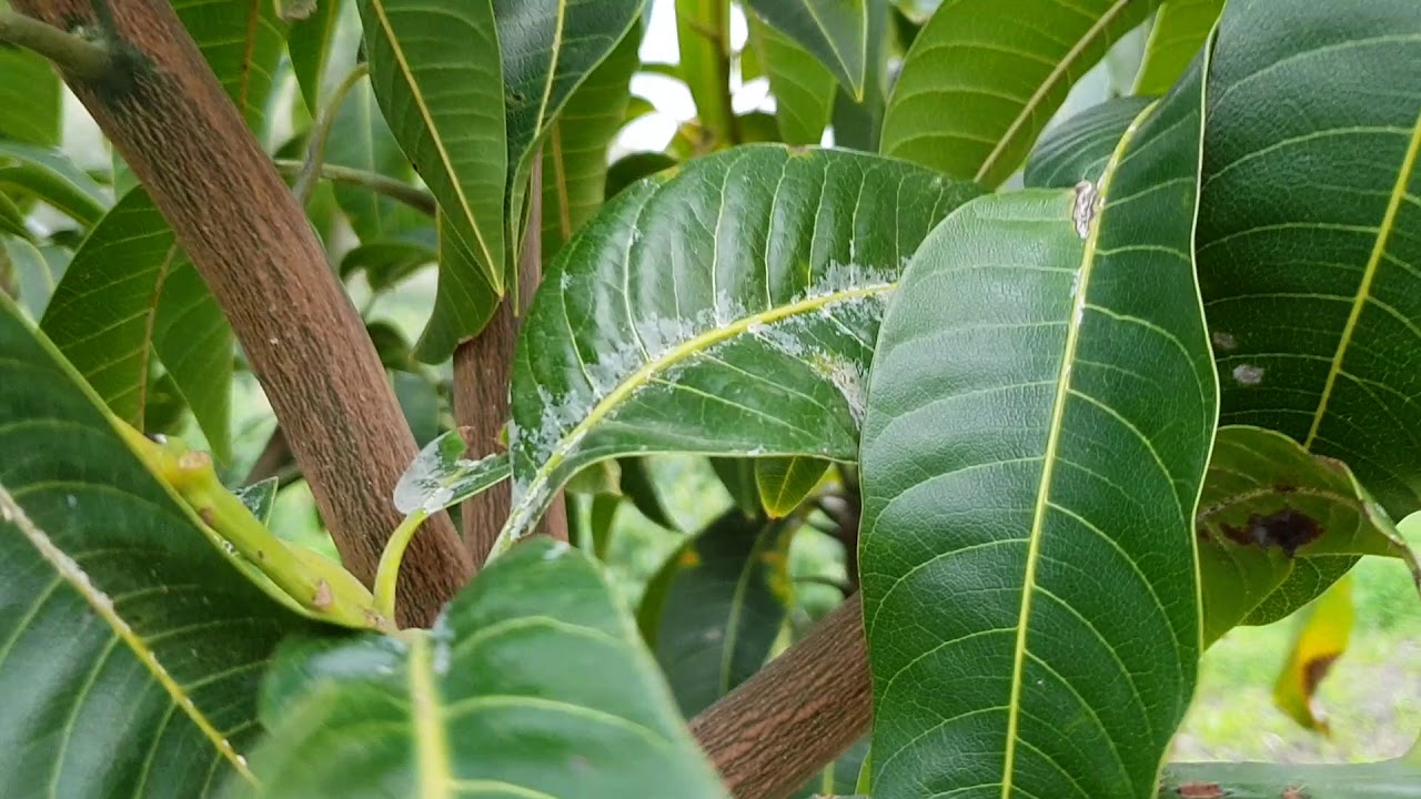 Evolución Injertos de mangos II