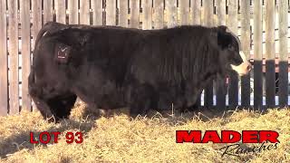 2024 Mader Ranches Bull Power Lot 93