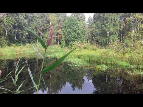 Лесная река. Типичный