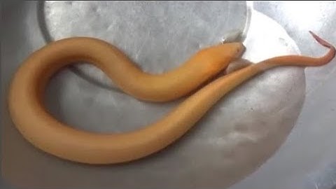 Lão nông Bạc Liêu úp được con lươn vàng óng siêu hiếm 60 năm có 1, trả giá tiền tỷ cũng không bán!!