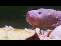 view Do Naked Mole Rats Have Hair? digital asset number 1